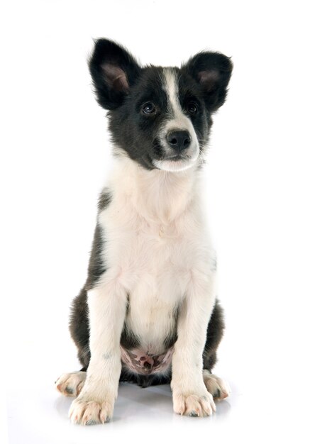 Welpe Border Collie