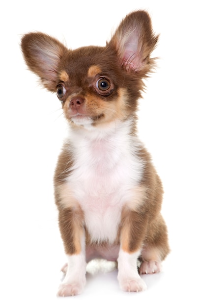 Welpe braune Chihuahua