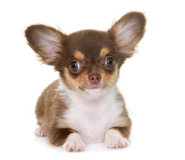 Welpe braune Chihuahua