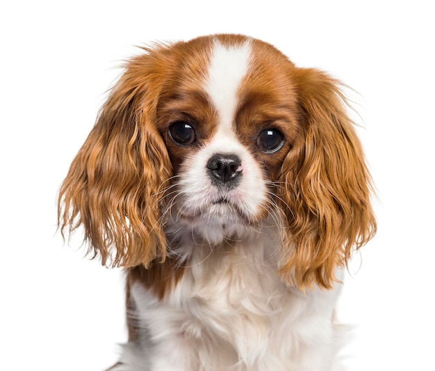 Welpe Cavalier King Charles Spaniel Hund