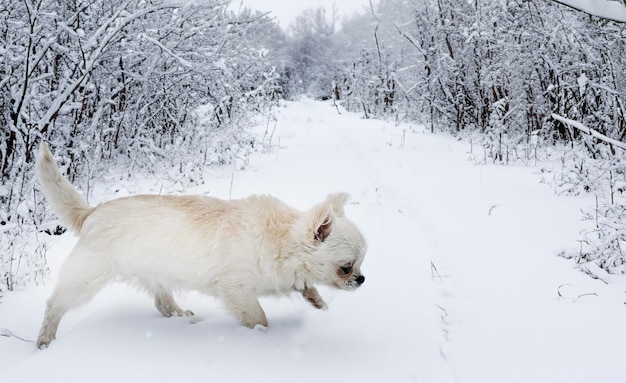 Welpe Chihuahua spielt im Winter im Schnee