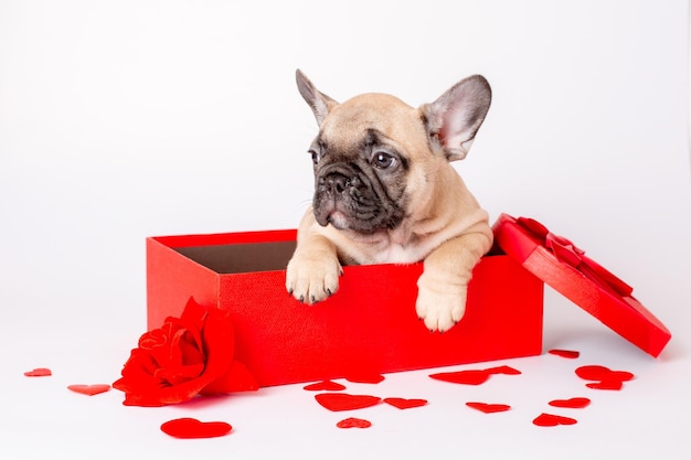 Welpe der französischen Bulldogge im roten Kastenvalentinstag auf weißem Hintergrund