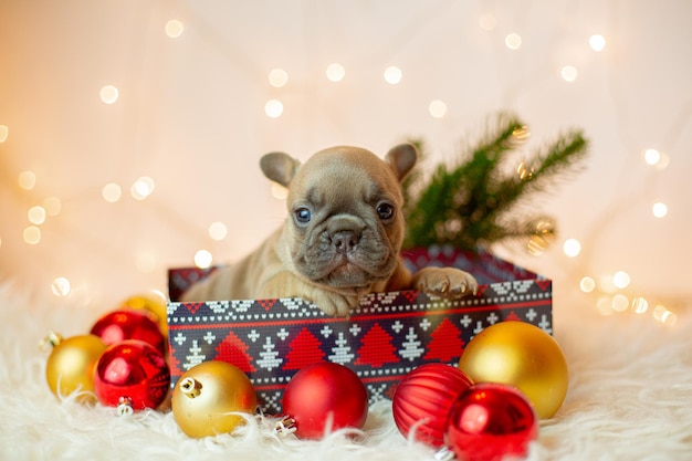 Welpe der französischen Bulldogge in einem Kastenhintergrund des neuen Jahres Weihnachten