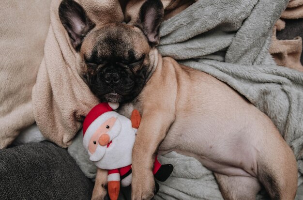 Welpe der französischen Bulldogge in Sankt-Hut, der auf Sofa schläft.