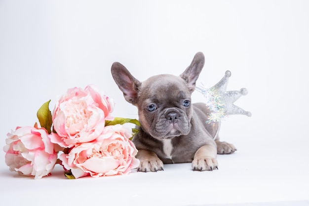 Welpe der französischen Bulldogge mit Frühlingsblumen auf einem weißen Hintergrund