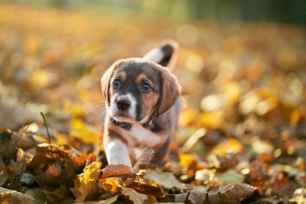 Welpe, der im bunten Herbstlaub geht.