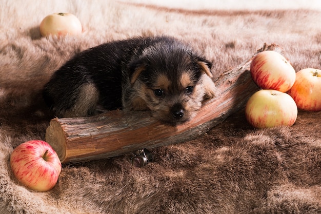 Welpe der Rasse Australian Terrier liegt auf Fell, umgeben von Äpfeln