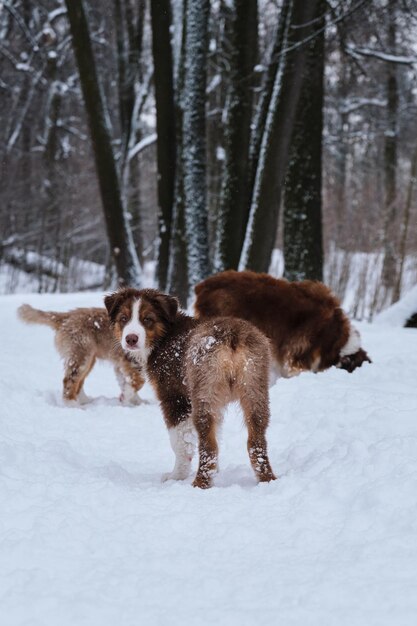 Welpe der roten Trikolore des Australian Shepherd mit abgeschnittenem Schwanz steht mit gedrehtem Rücken und Blicken