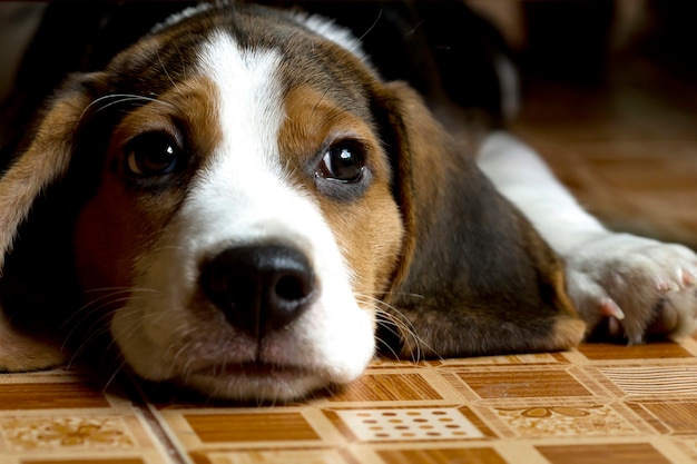 Welpe des Beagle (Hound), der auf dem Boden liegt