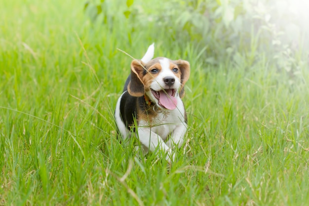 Welpe des Spürhunds (Jagdhund), der auf das hellgrüne Gras läuft