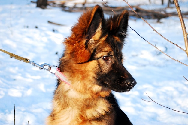 Welpe Deutscher Schäferhund Porträt im Winter auf einem Spaziergang mit der Leine gegen den Schnee