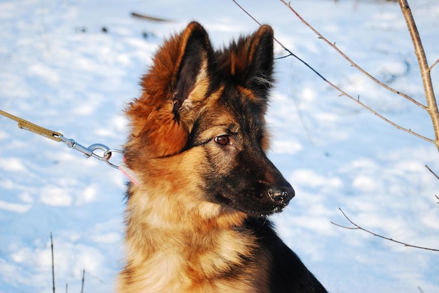 Welpe Deutscher Schäferhund Porträt im Winter auf einem Spaziergang mit der Leine gegen den Schnee