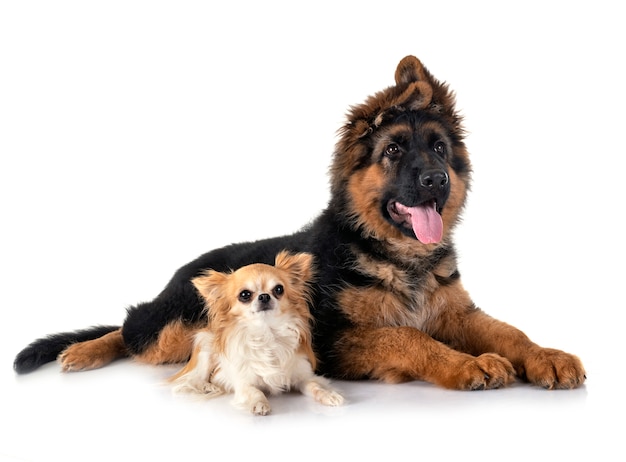 Welpe Deutscher Schäferhund und Chihuahua