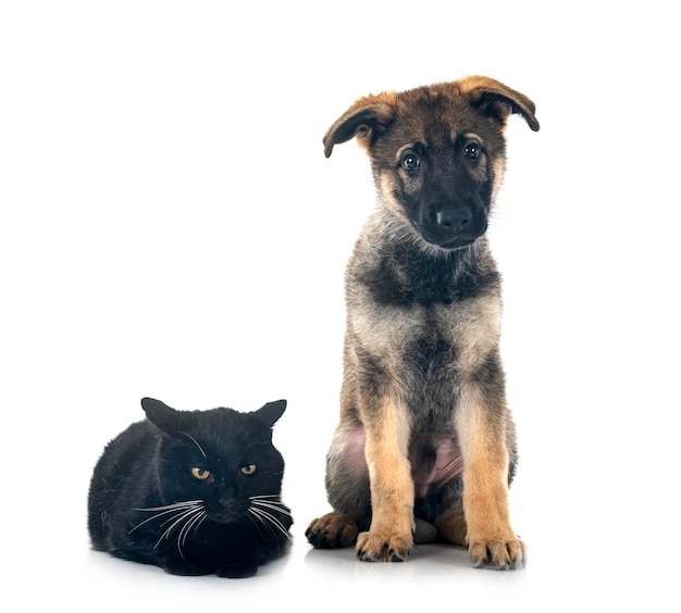 Welpe Deutscher Schäferhund und Katze