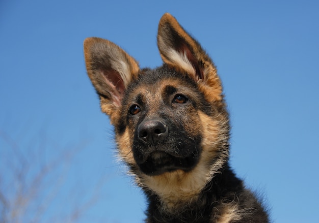 Welpe Deutscher Schäferhund