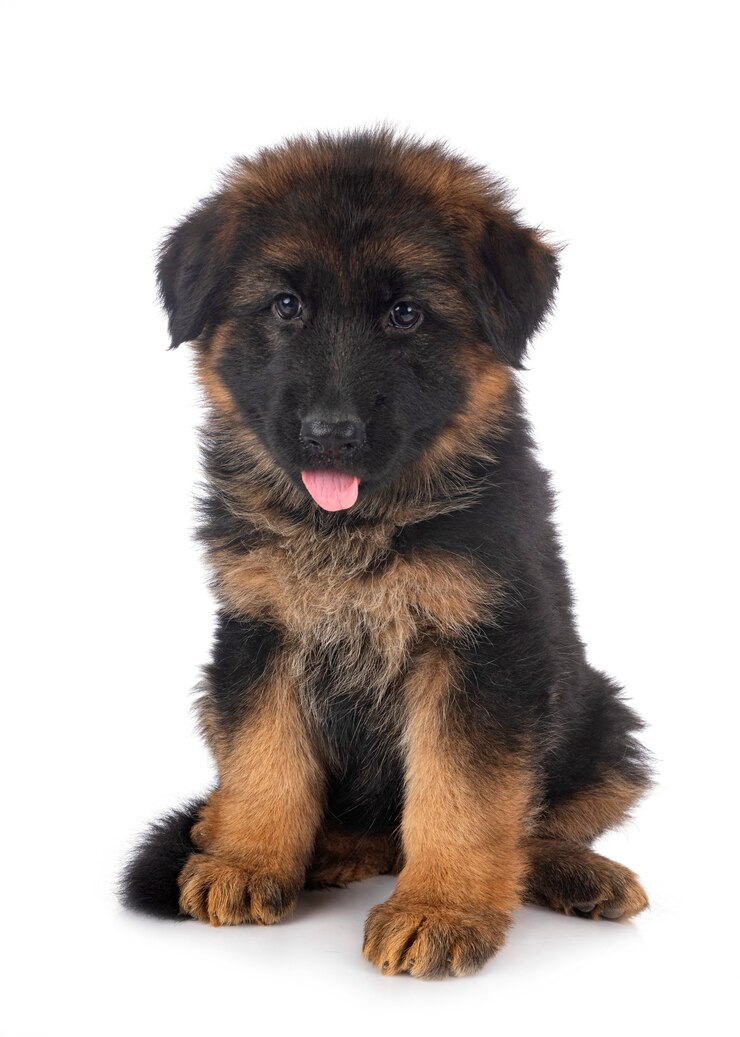Foto welpe deutscher schäferhund