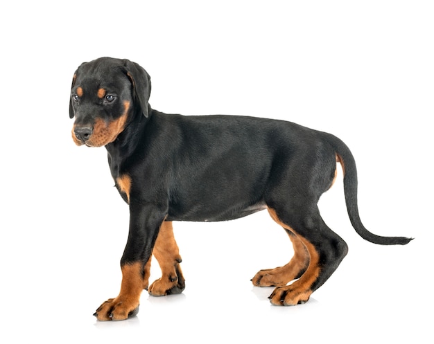 Welpe Dobermann Pinscher