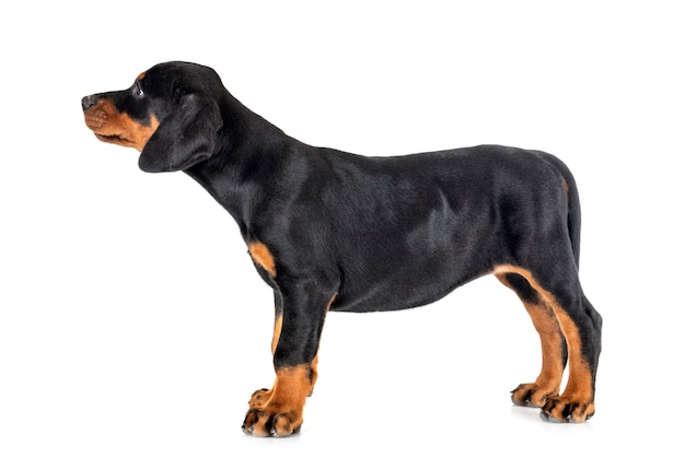 Welpe Dobermann Pinscher