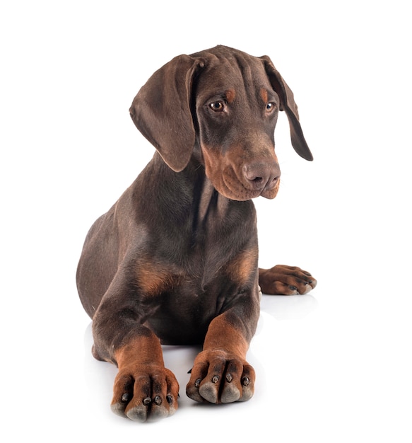 Welpe Dobermann Pinscher