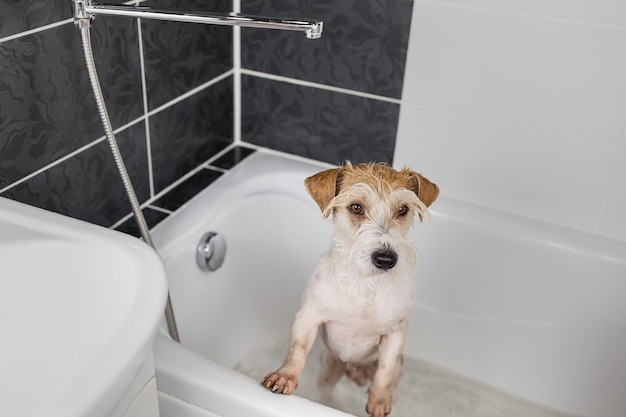 Welpe eines Wirehaired Jack Russell Terrier, der vor dem Waschen in einer weißen Wanne steht