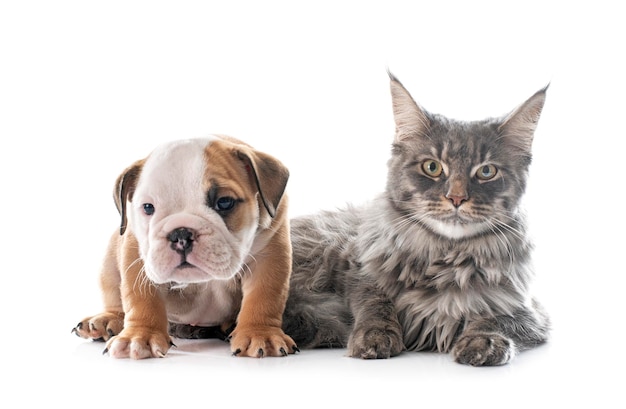 Welpe englischer Bulldog und Katze