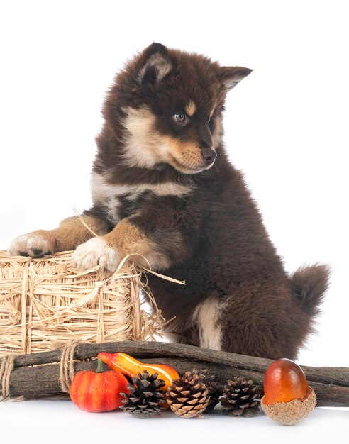 Welpe finnischer Lapphund auf Weiß isoliert