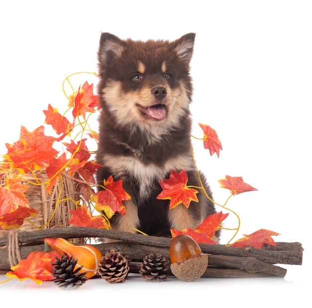 Welpe finnischer Lapphund auf Weiß isoliert