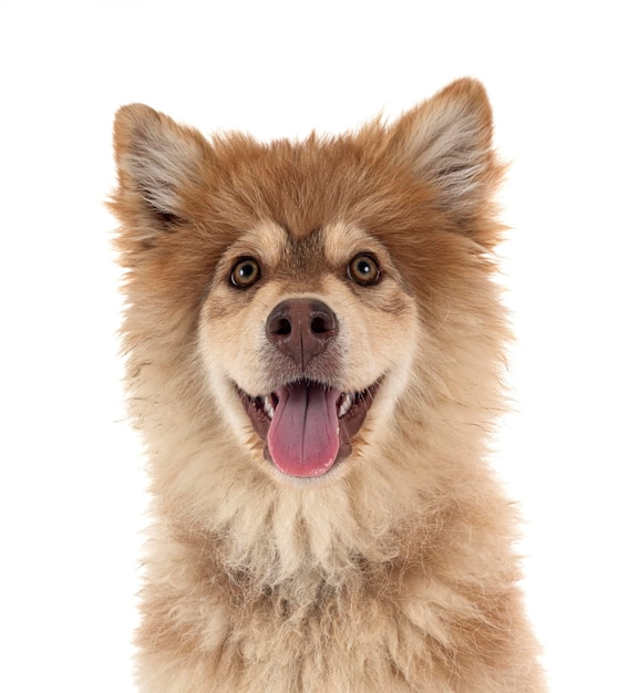 Welpe finnischer lapphund im studio