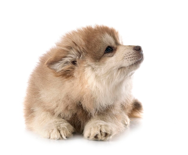 Welpe finnischer Lapphund im Studio