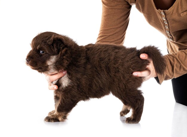 Welpe Finnischer Lapphund vor weißem Hintergrund