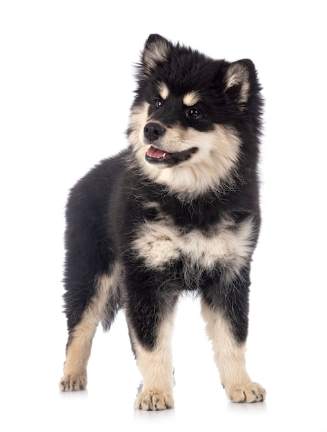 Welpe finnischer Lapphund