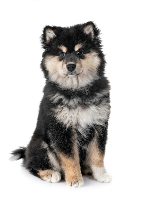 Welpe Finnish Lapphund