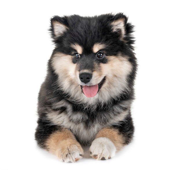 Welpe Finnish Lapphund