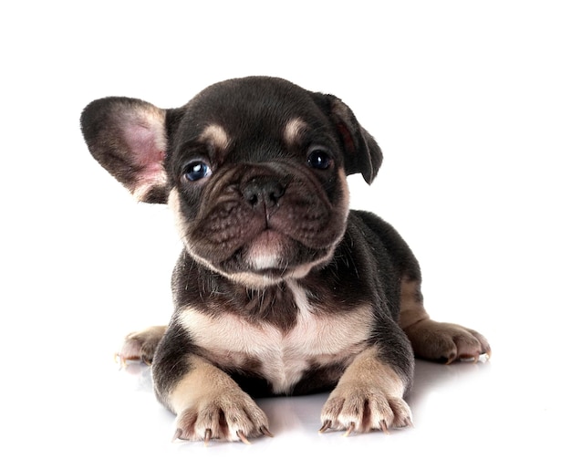 Welpe französische Bulldogge im Studio