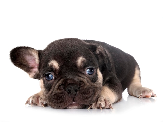 Welpe französische Bulldogge im Studio