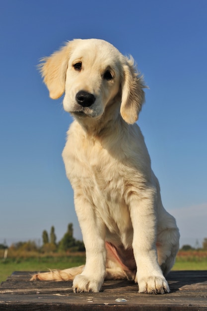 Welpe Golden Retriever