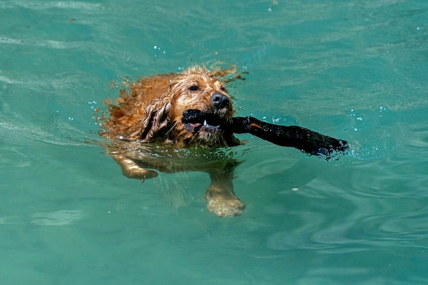 Welpe Hund Cockerspaniel spielt am Strand