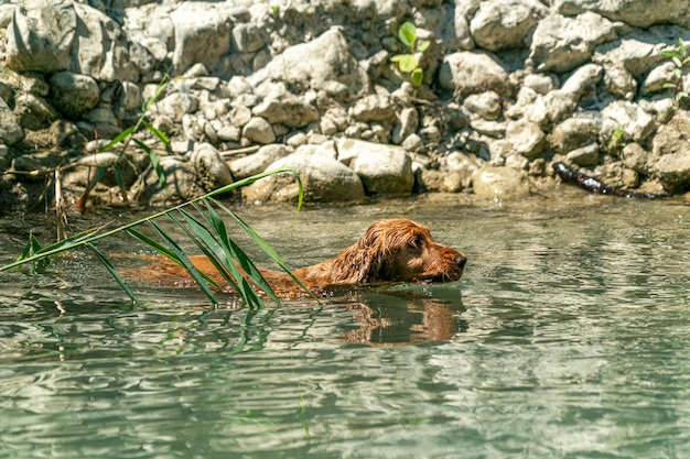 Welpe Hund Cockerspaniel spielt am Strand