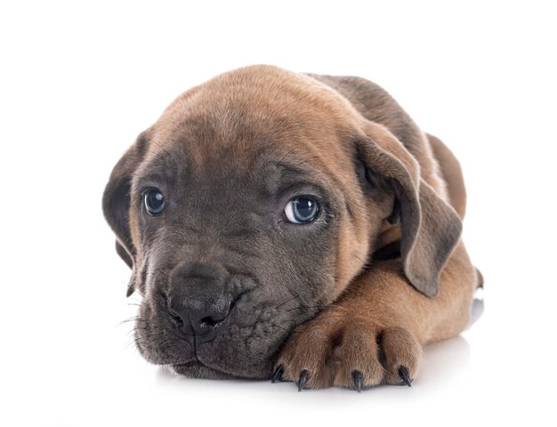 Welpe italienischer Mastiff isoliert