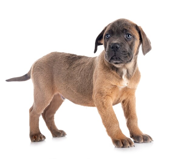 Welpe italienischer Mastiff isoliert