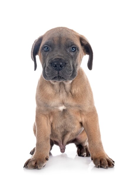 Welpe italienischer Mastiff