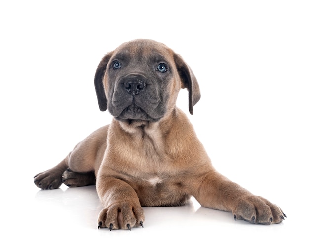 Welpe italienischer Mastiff