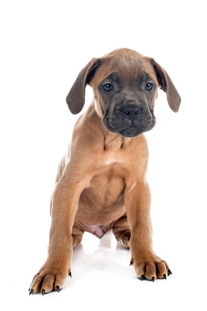 Welpe italienischer Mastiff