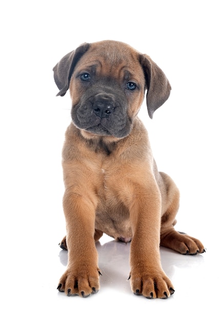 Welpe italienischer Mastiff