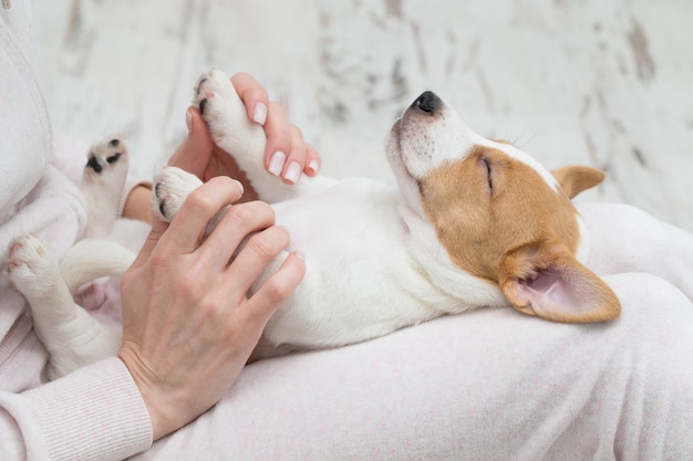 Welpe Jack Russell Hund schläft Terier die Hände