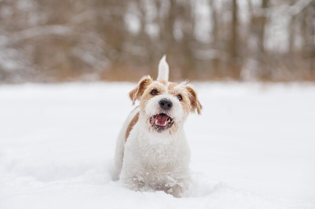 Welpe Jack Russell Terrier Der Hund steht im weißen Schnee