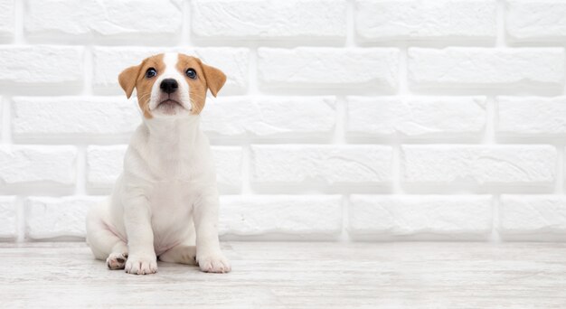 Welpe Jack Russell Terrier. Kleines entzückendes Hündchen mit lustigen Fellflecken.