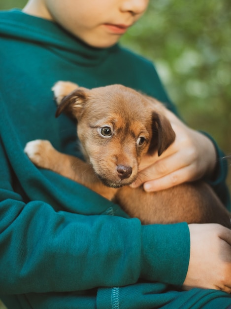 Welpe Jack Russell Terrier schläft in den Händen des Besitzers. Porträt eines kleinen Hundes.