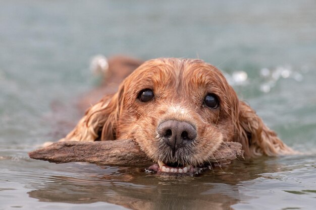 Welpe junger Hund English Cocker Spaniel beim Laufen im Wasser