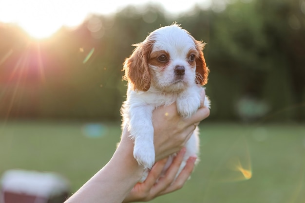 Welpe King Charles Spaniel an seinen Händen vor dem Hintergrund der Natur